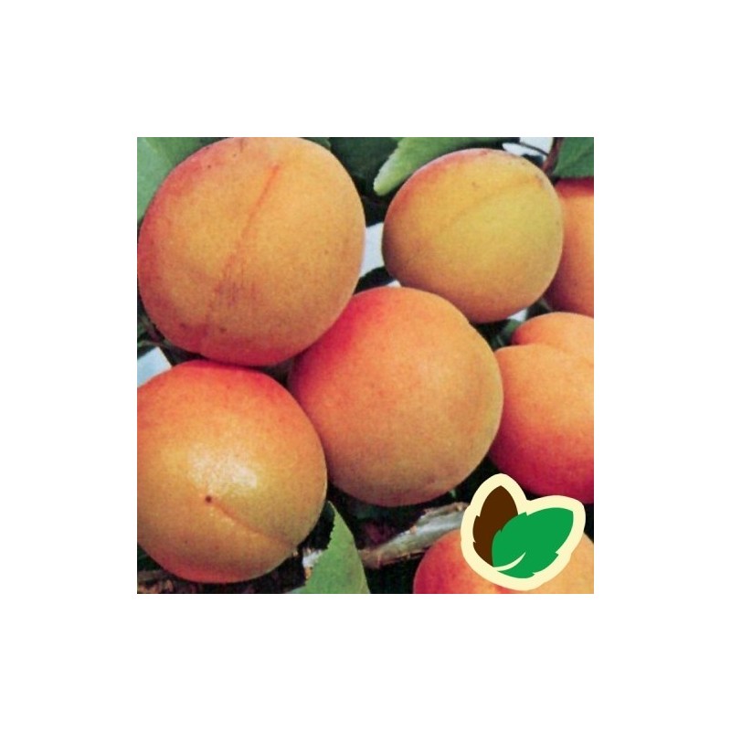 Abrikostræ Orangered / Ferskenabrikos