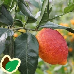 Citrontræ - Rosso