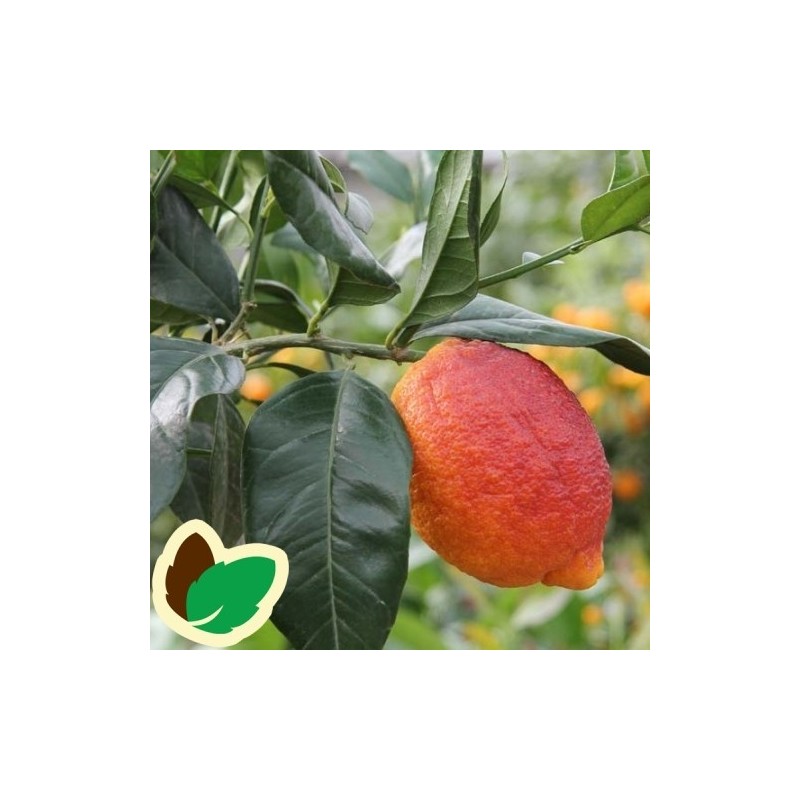 Citrontræ - Rosso
