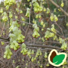 Corylopsis spicata / Hasselbror