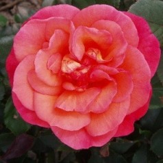 Rose Fabulous - Storblomstret Rose