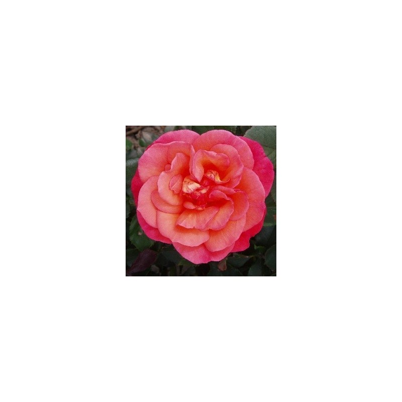 Rose Fabulous - Storblomstret Rose