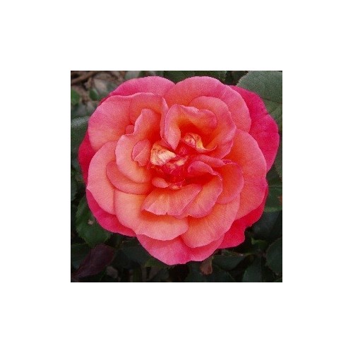 Rose Fabulous - Storblomstret Rose
