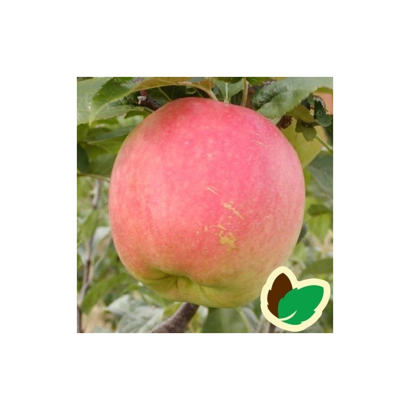 Æbletræ James Grieve