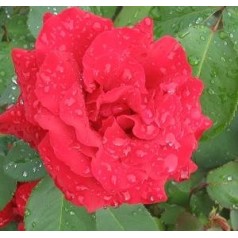 Rose Gisselfeld / Storblomstret