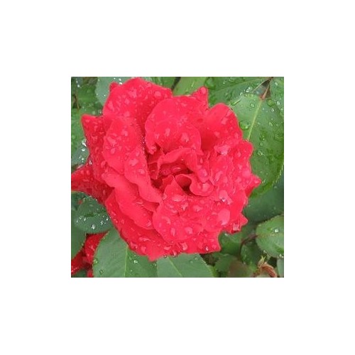 Rose Gisselfeld / Storblomstret