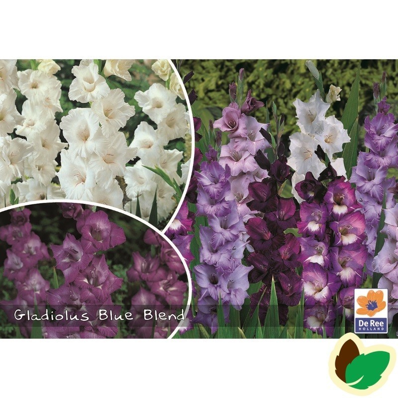 Gladiolus Blue Blend - 50 Løg