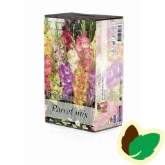 Gladiolus Parrot Mix - 40 Løg