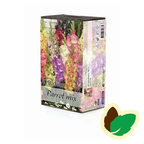 Gladiolus Parrot Mix - 40 Løg