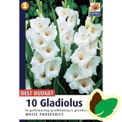 Gladiolus White Prosperity - 10 Løg