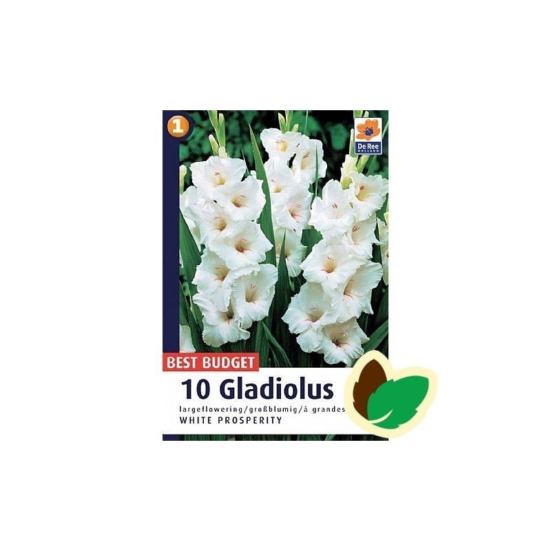 Gladiolus White Prosperity - 10 Løg