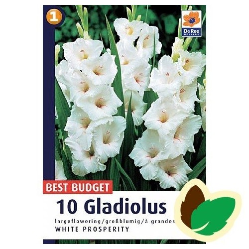 Gladiolus White Prosperity - 10 Løg