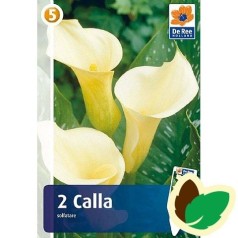 Calla Solfatare - Zantedeschia 2 stk