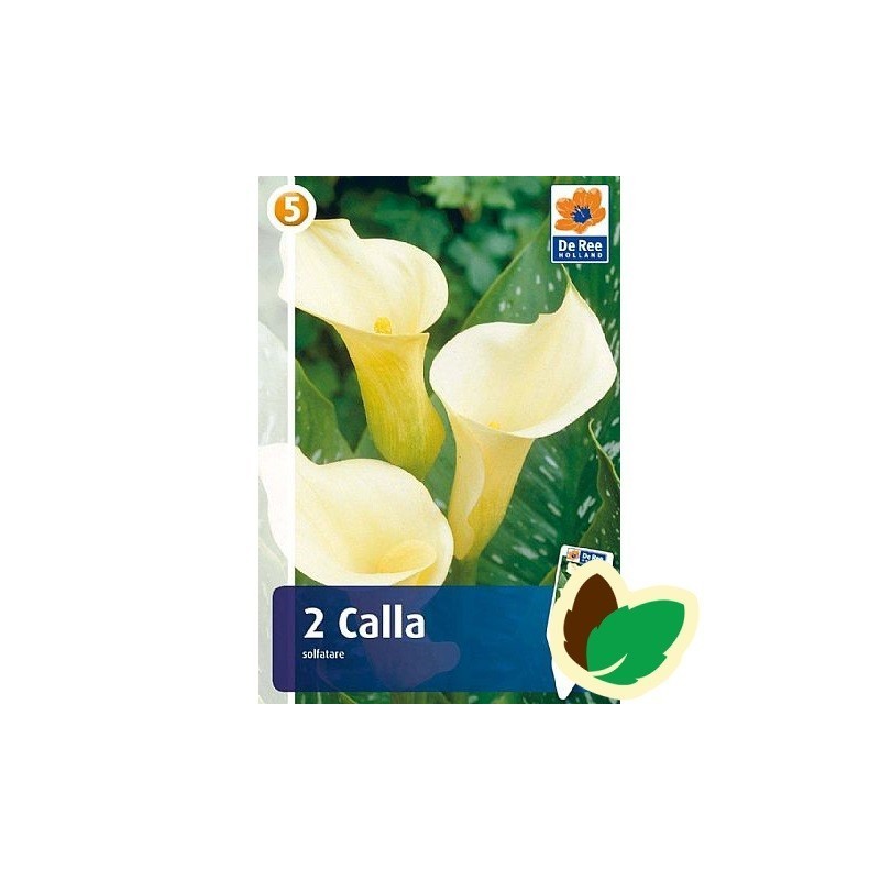 Calla Solfatare - Zantedeschia 2 stk