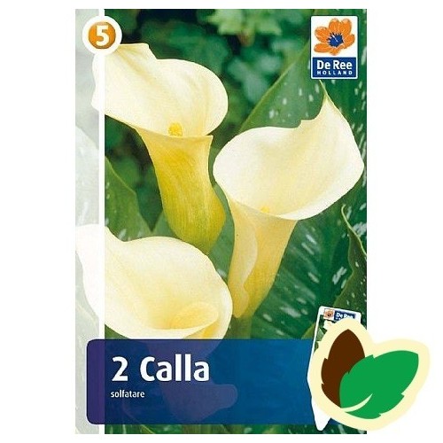 Calla Solfatare - Zantedeschia 2 stk