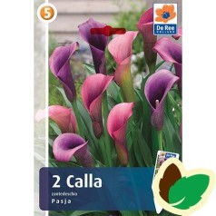 Calla Pasja - Zantedeschia 2 stk