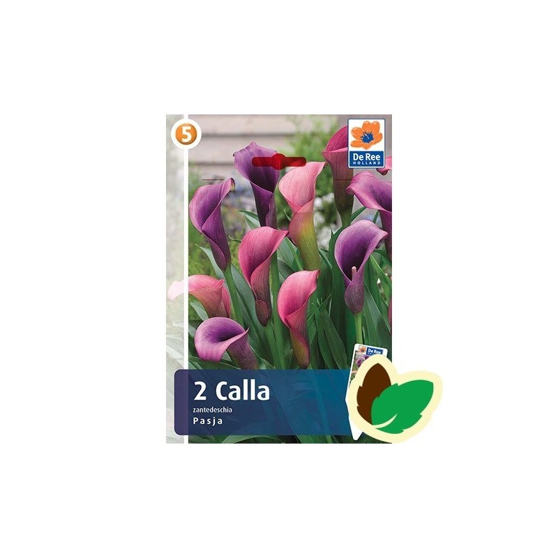 Calla Pasja - Zantedeschia 2 stk