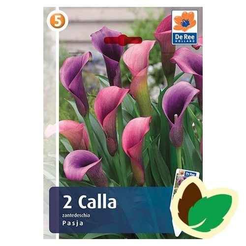 Calla Pasja - Zantedeschia 2 stk