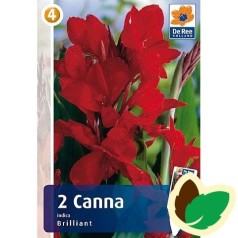 Canna Indica Brilliant - 2 knolde