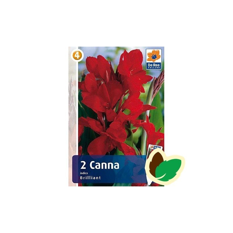 Canna Indica Brilliant - 2 knolde