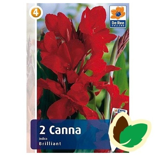 Canna Indica Brilliant - 2 knolde