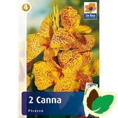 Canna Picasso - 2 knolde