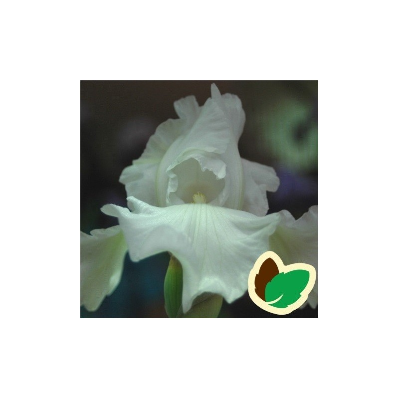 Iris germanica Tufted Cloud - Iris