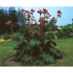 Rheum palmatum var Tanguticum / Prydrabarber