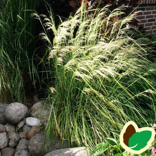 Deschampsia cespitosa Goldschleier / Mosebunke