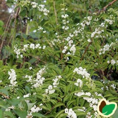 Callicarpa japonica Leucocarpa / Glasbær