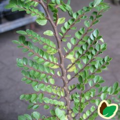 Ulmus parvifolia Sagei - Kinesisk Elm - Dværgelm