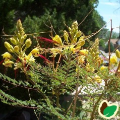 Caesalpinia gilliesii  / Bird of Paradise