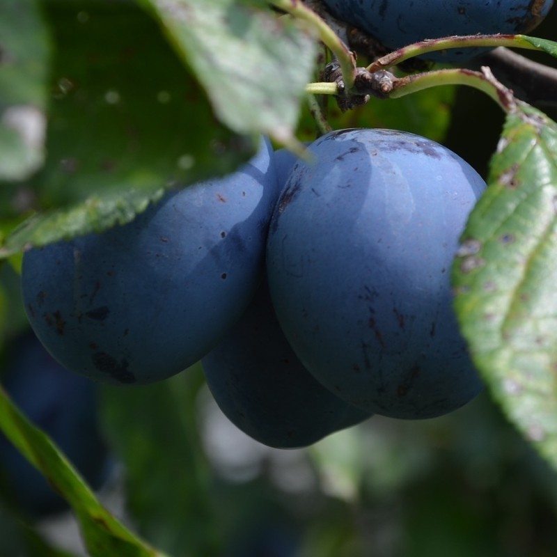 Blommetræ Top-Col - Søjleblomme