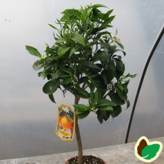 Appelsintræ - Citrusplante
