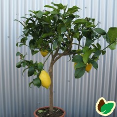 Citrontræ - Citrusplanter