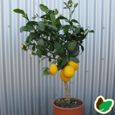 Citrontræ - Mayer