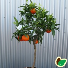 Klementin træ - Citrusplanter