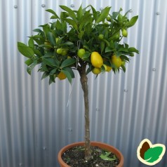 Limequat - Citrusplanter