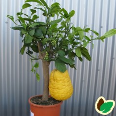 Citrus Cedro - Citrusplanter