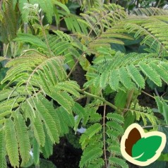 Albizia julibrissin Rosea / Persisk Silketræ