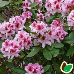 Rhododendron hybrid Belami