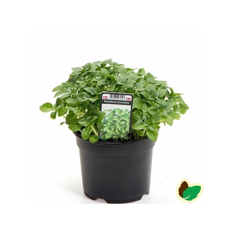 Basilikum piccoline