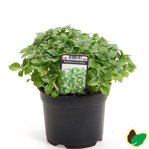 Basilikum piccoline
