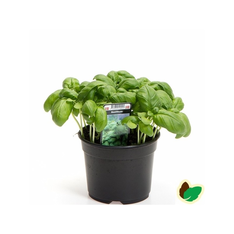 Basilikum
