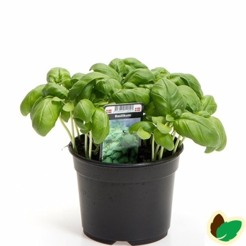 Basilikum