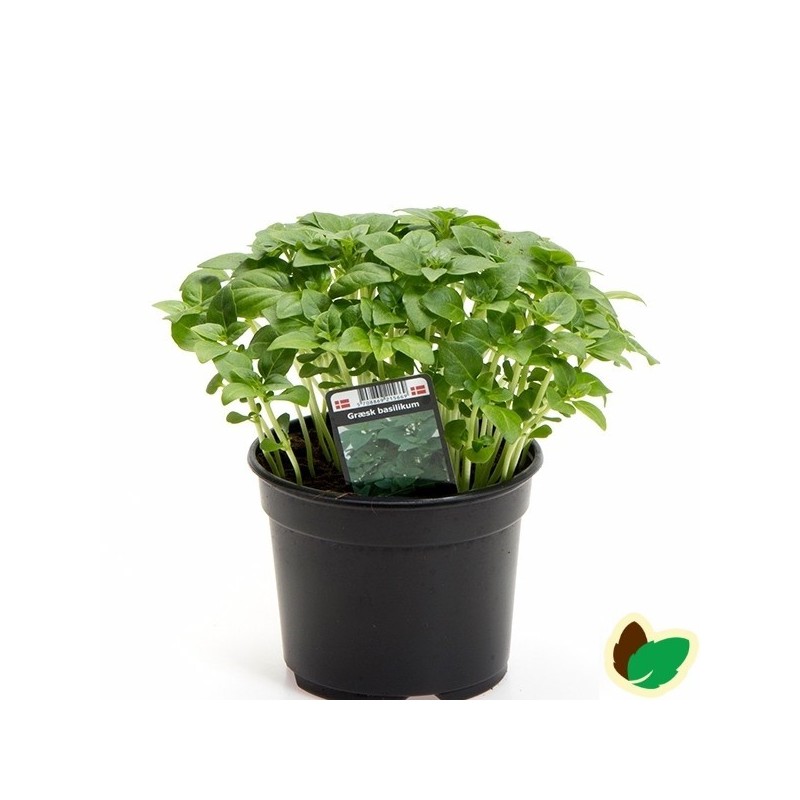Græsk Basilikum