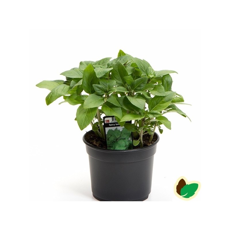 Basilikum Spicy 