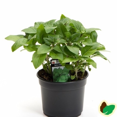 Basilikum Spicy 