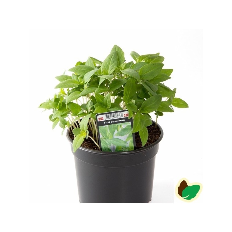 Basilikum Thai
