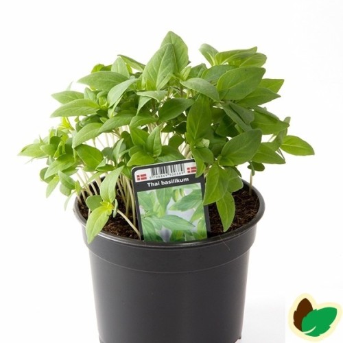 Basilikum Thai